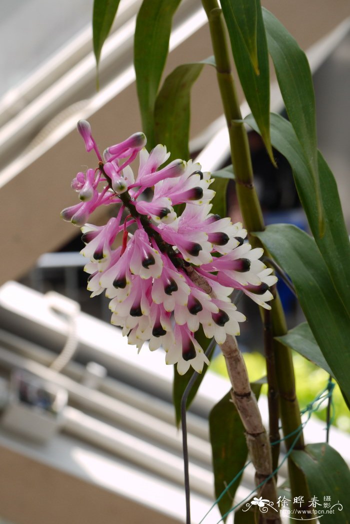 绿宝石斛Dendrobium smillieae