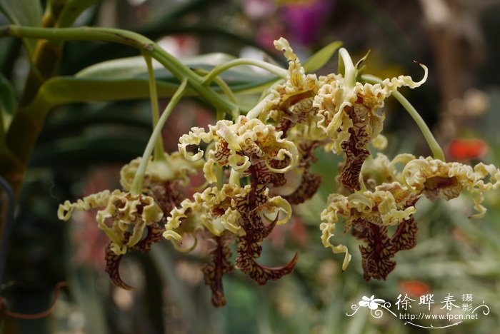 大鬼石斛Dendrobium spectabile 大鬼石斛Dendrobium spectabile