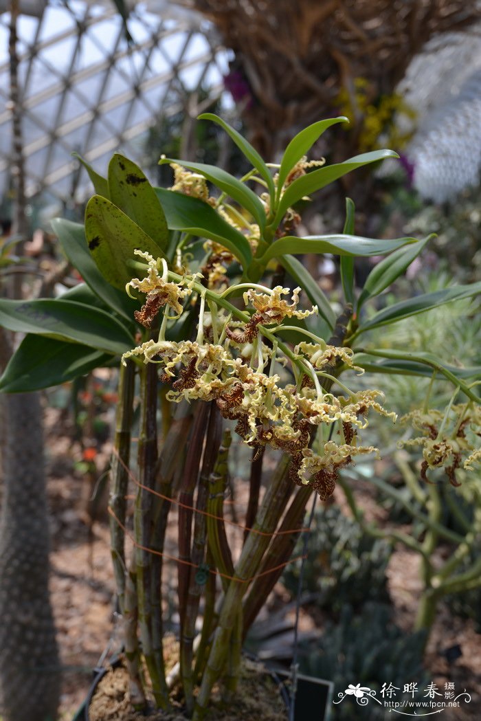 大鬼石斛Dendrobium spectabile 大鬼石斛Dendrobium spectabile