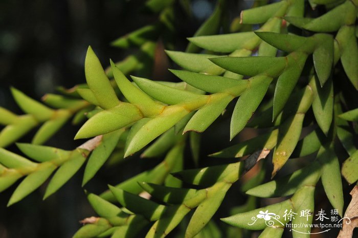 刀叶石斛Dendrobium terminale 刀叶石斛Dendrobium terminale
