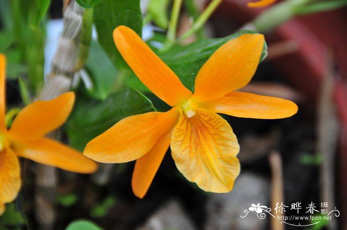 火鸟石斛Dendrobium Stardust ‘Fire Bird’ 火鸟石斛Dendrobium Stardust ‘Fire Bird’