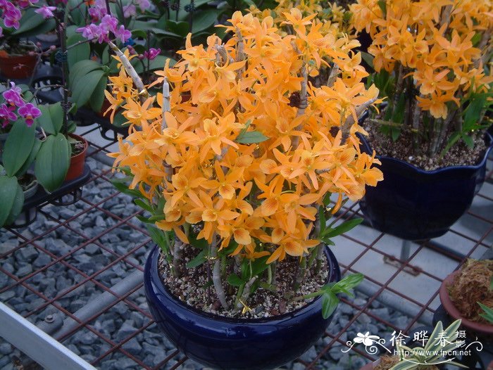 火鸟石斛Dendrobium Stardust ‘Fire Bird’ 火鸟石斛Dendrobium Stardust ‘Fire Bird’