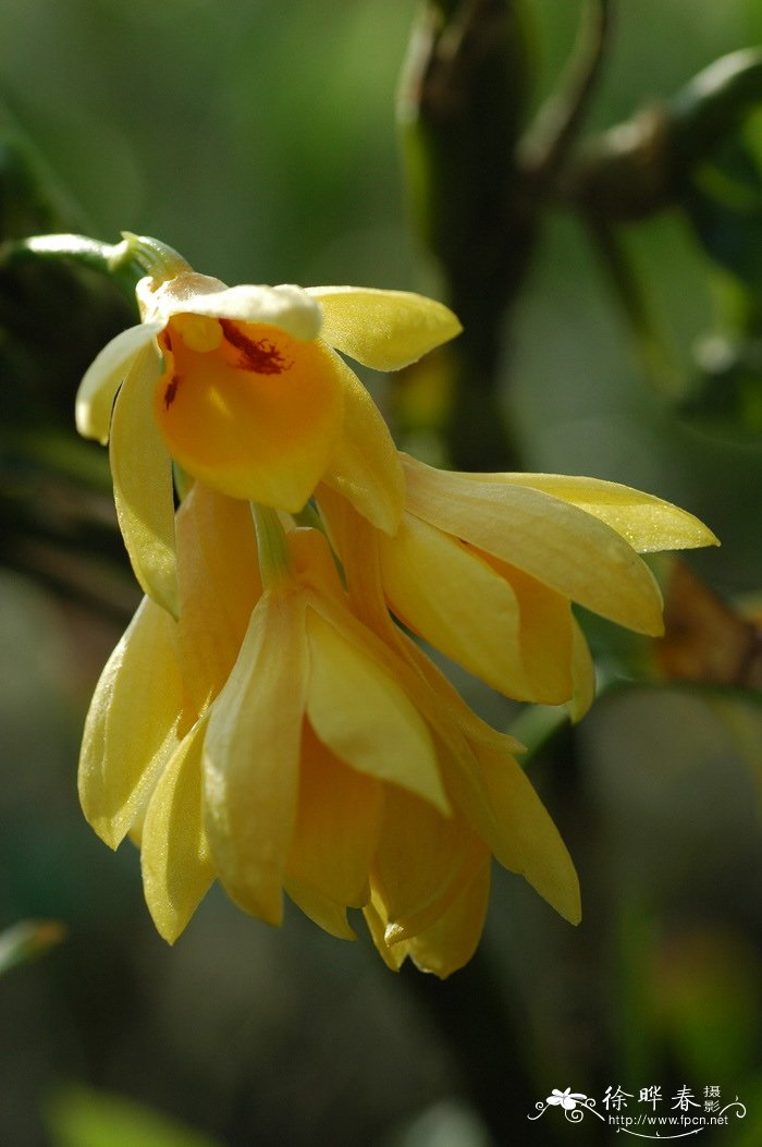 具槽石斛Dendrobium sulcatum 具槽石斛Dendrobium sulcatum