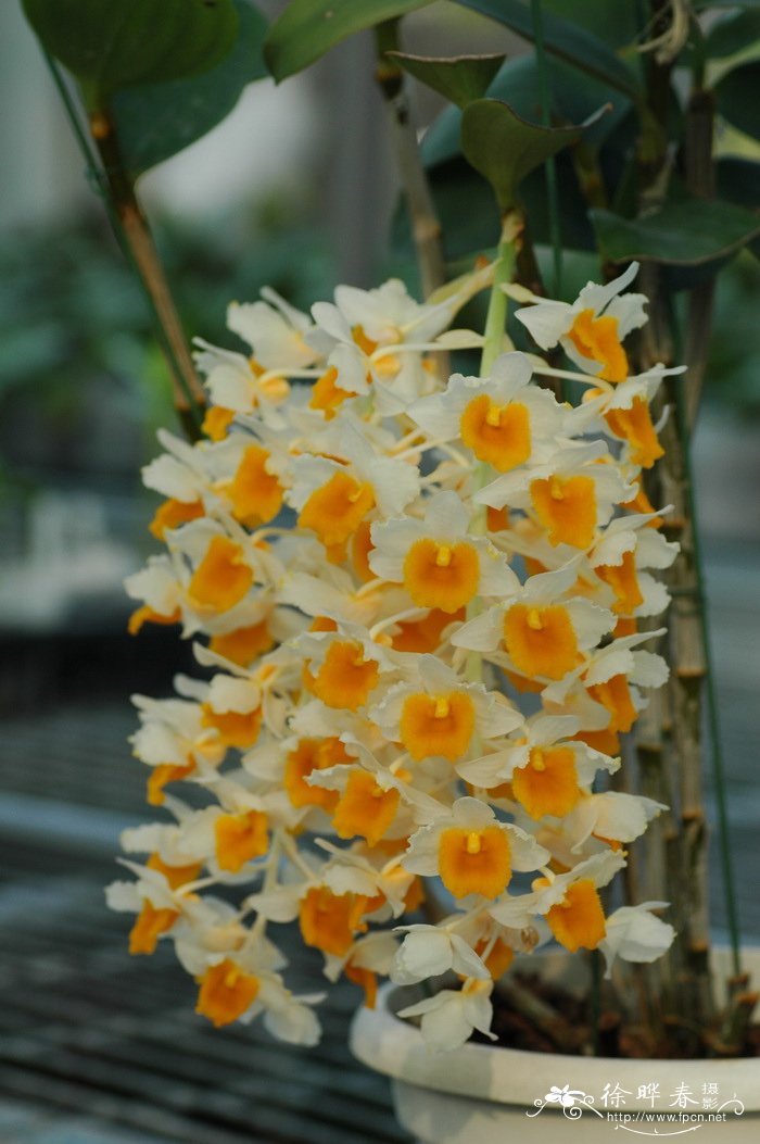 球花石斛 Dendrobium thyrsiflorum