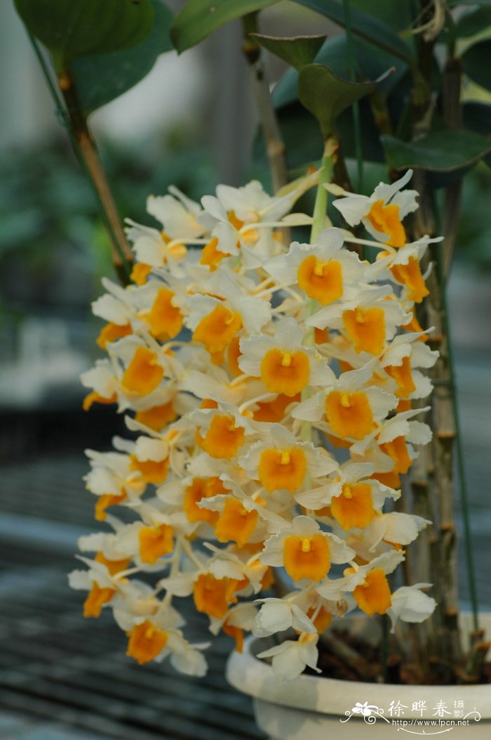 球花石斛 Dendrobium thyrsiflorum 球花石斛 Dendrobium thyrsiflorum