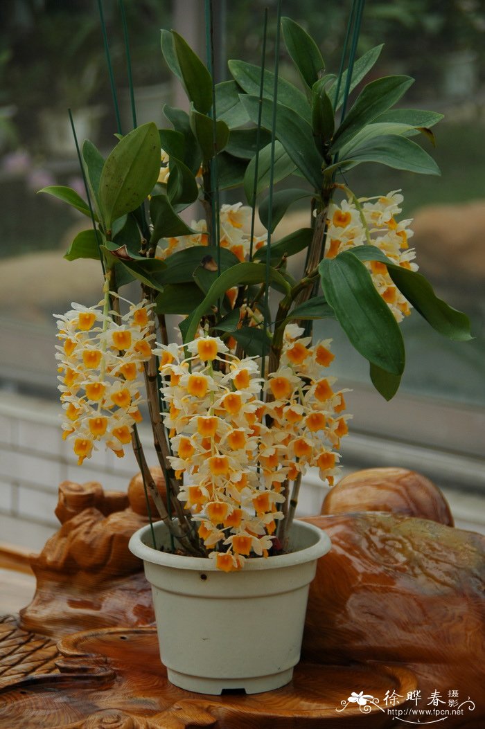 球花石斛 Dendrobium thyrsiflorum