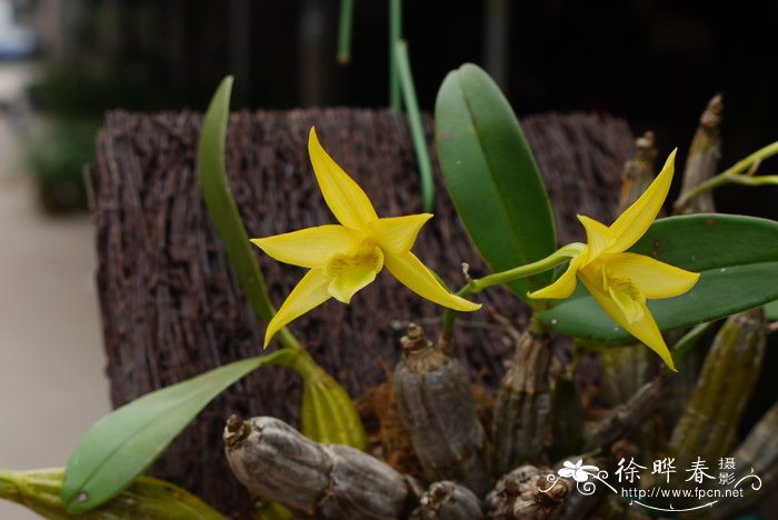 翅梗石斛 Dendrobium trigonopus 翅梗石斛 Dendrobium trigonopus
