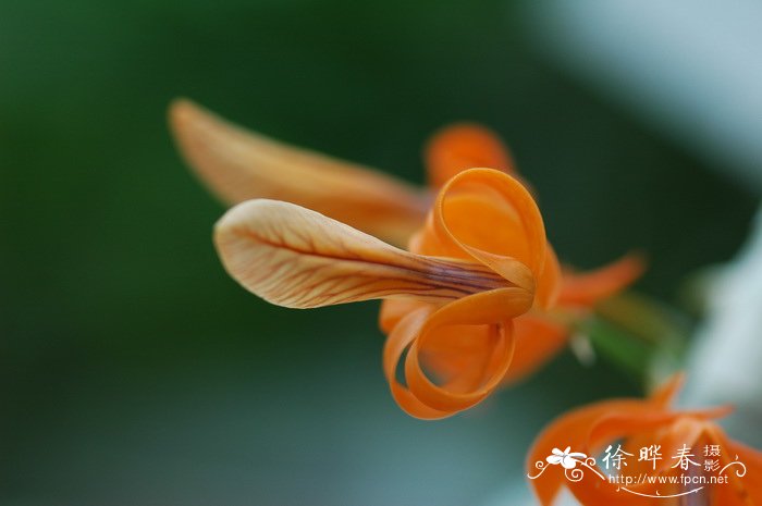 独角石斛Dendrobium unicum