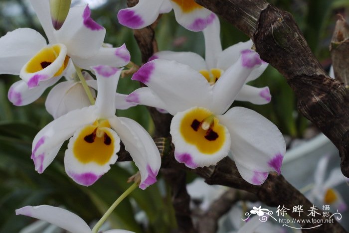 大苞鞘石斛 Dendrobium wardianum