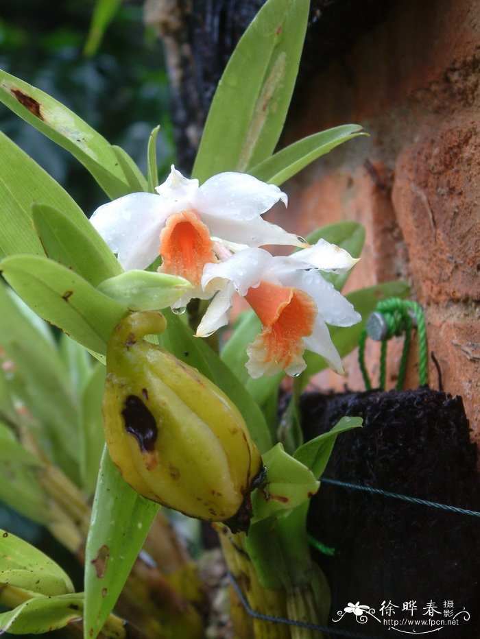 黑毛石斛 Dendrobium williamsonii