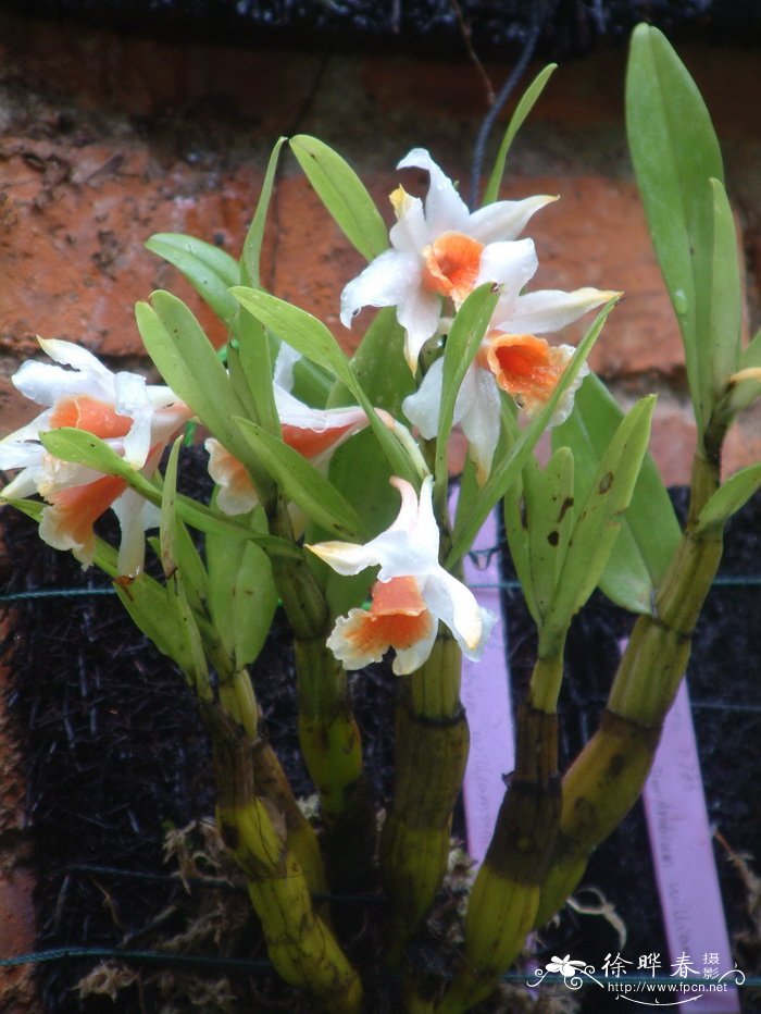 黑毛石斛 Dendrobium williamsonii