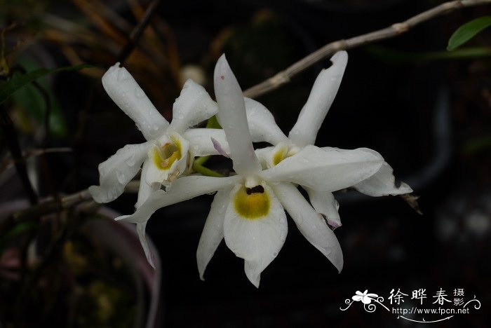 广东石斛Dendrobium wilsonii 广东石斛Dendrobium wilsonii