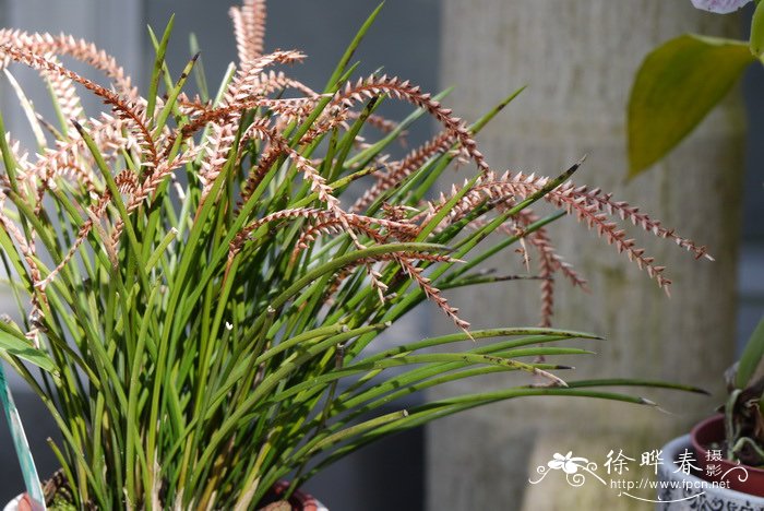 红穗兰Dendrochilum wenzelii 红穗兰Dendrochilum wenzelii
