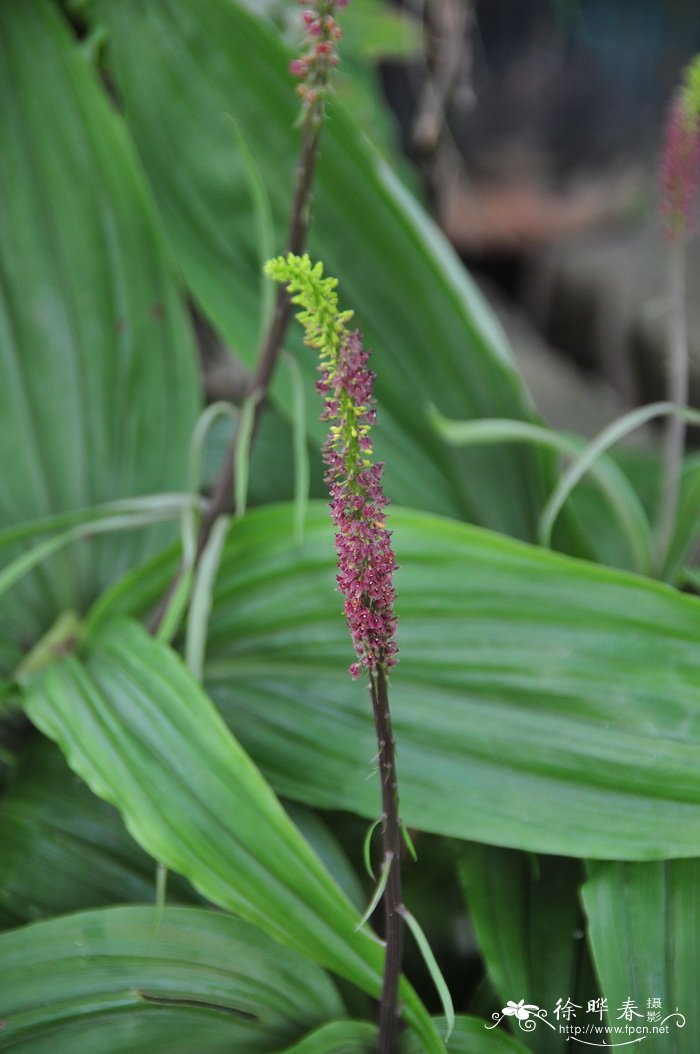 无耳沼兰Dienia ophrydis 无耳沼兰Dienia ophrydis