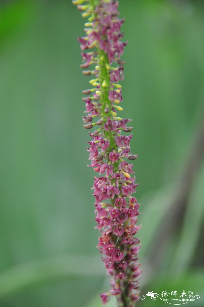 无耳沼兰Dienia ophrydis 无耳沼兰Dienia ophrydis