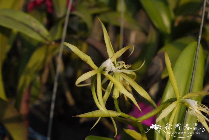 胶水树兰 Epidendrum ciliare
