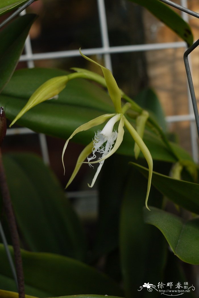 胶水树兰 Epidendrum ciliare