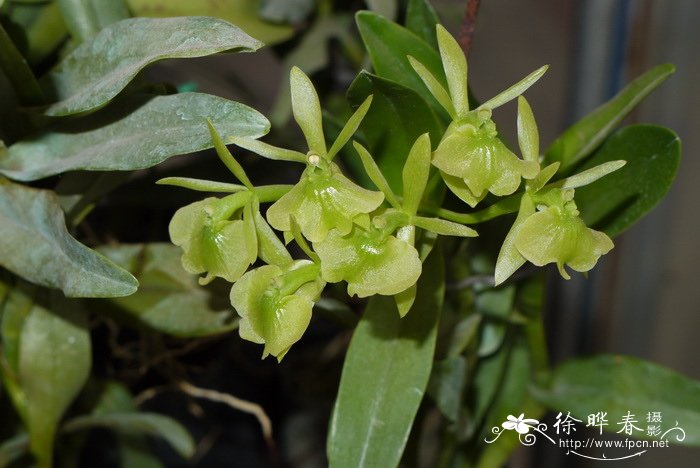异型树兰Epidendrum difforme 异型树兰Epidendrum difforme