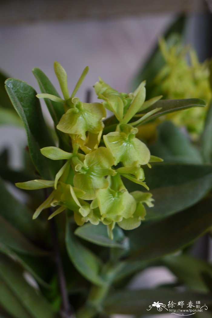 异型树兰Epidendrum difforme 异型树兰Epidendrum difforme