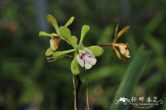 红甘蔗树兰Epidendrum floribundum