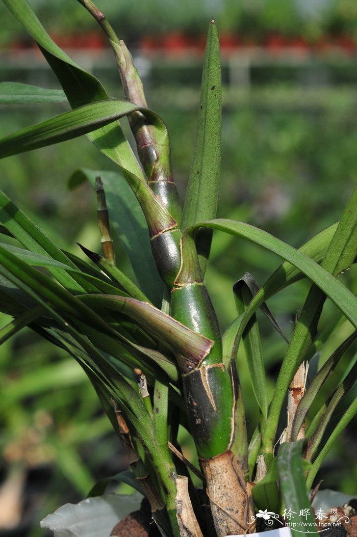 红甘蔗树兰Epidendrum floribundum