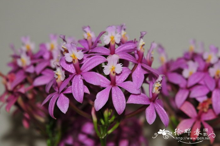 精灵之吻树兰Epidendrum Forest Valley ‘Fairy Kiss’ 精灵之吻树兰Epidendrum Forest Valley ‘Fairy Kiss’