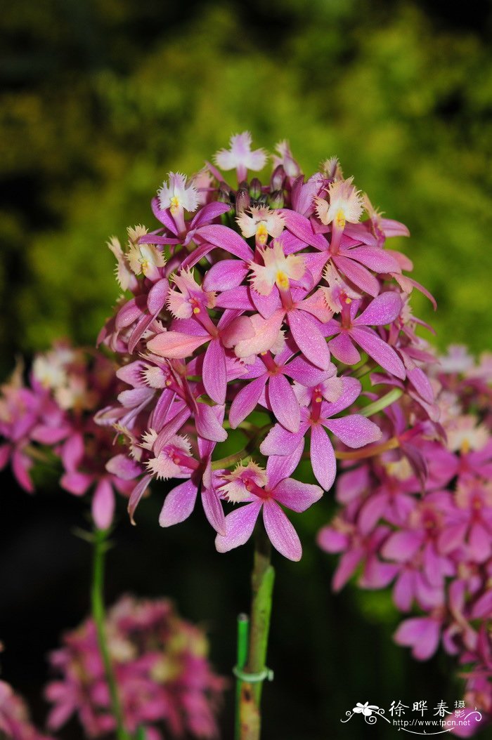 精灵之吻树兰Epidendrum Forest Valley ‘Fairy Kiss’