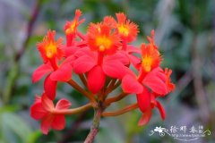 树兰Epidendrum hybrid