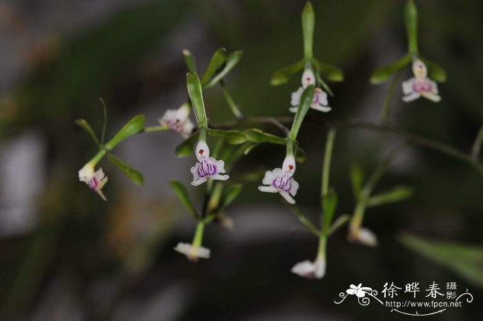 锥花树兰Epidendrum paniculatum 锥花树兰Epidendrum paniculatum