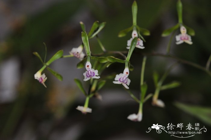 锥花树兰Epidendrum paniculatum