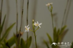 夜花树兰Epidendrum nocturnum