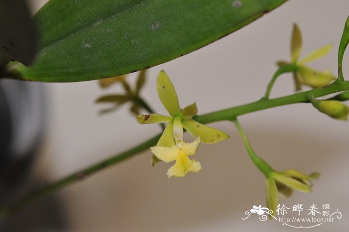 黄花史丹佛树兰Epidendrum stamfordianum 'alba' 黄花史丹佛树兰Epidendrum stamfordianum 'alba'