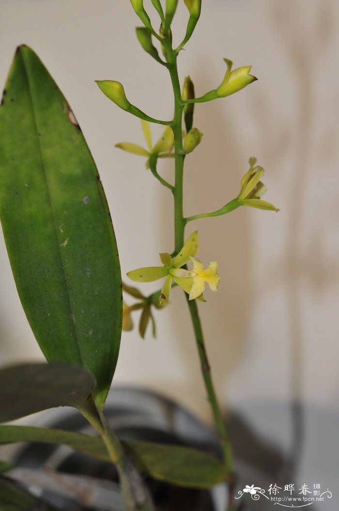 黄花史丹佛树兰Epidendrum stamfordianum 'alba' 黄花史丹佛树兰Epidendrum stamfordianum 'alba'