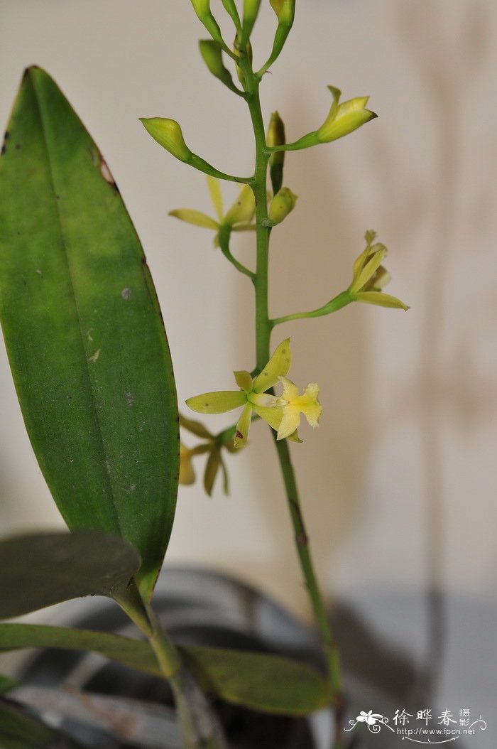 黄花史丹佛树兰Epidendrum stamfordianum 'alba'