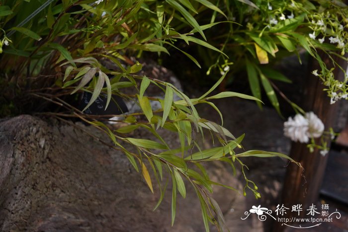 锥花树兰Epidendrum paniculatum 锥花树兰Epidendrum paniculatum