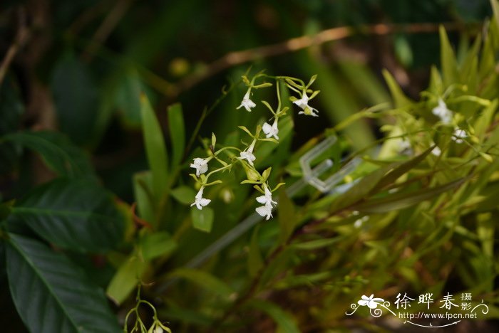 锥花树兰Epidendrum paniculatum