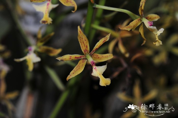 史丹佛树兰Epidendrum stamfordianum