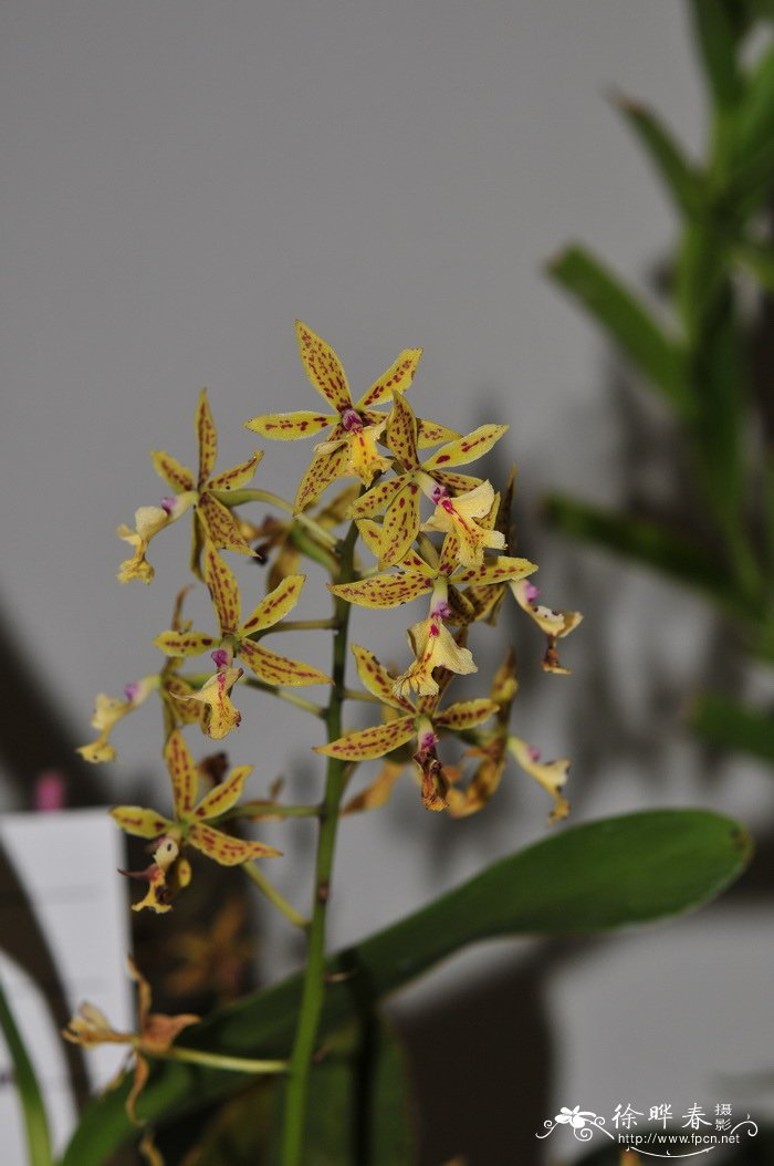 史丹佛树兰Epidendrum stamfordianum