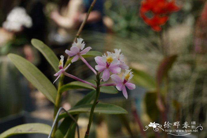 婚礼树兰Epidendrum Wedding Valley 婚礼树兰Epidendrum Wedding Valley