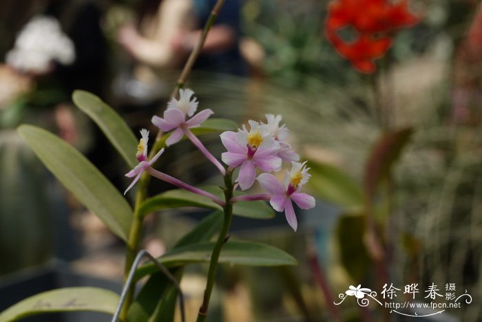 婚礼树兰Epidendrum Wedding Valley