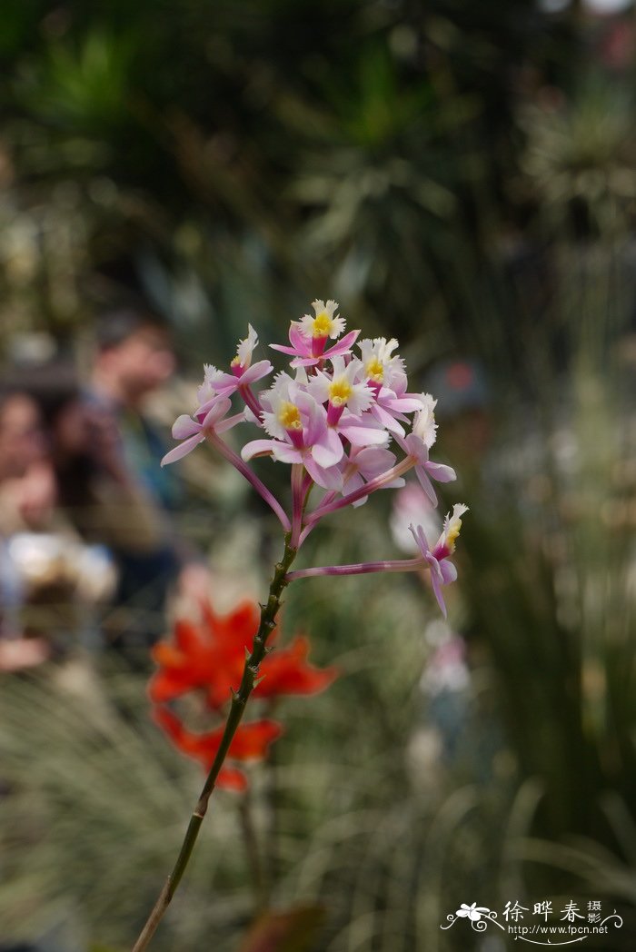 婚礼树兰Epidendrum Wedding Valley