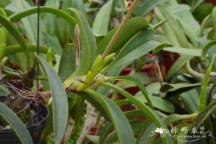 粗茎毛兰Eria amica 粗茎毛兰Eria amica
