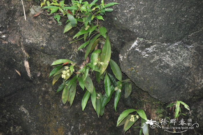 半柱毛兰Eria corneri 半柱毛兰Eria corneri