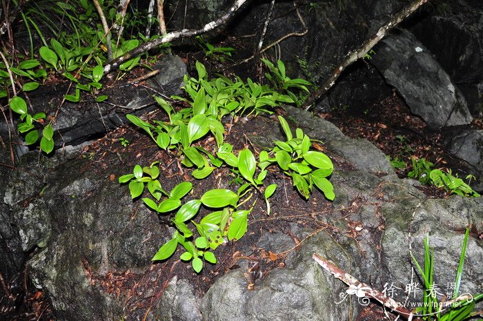 足茎毛兰Eria coronaria 足茎毛兰Eria coronaria