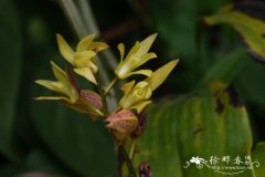 香港毛兰Eria gagnepainii