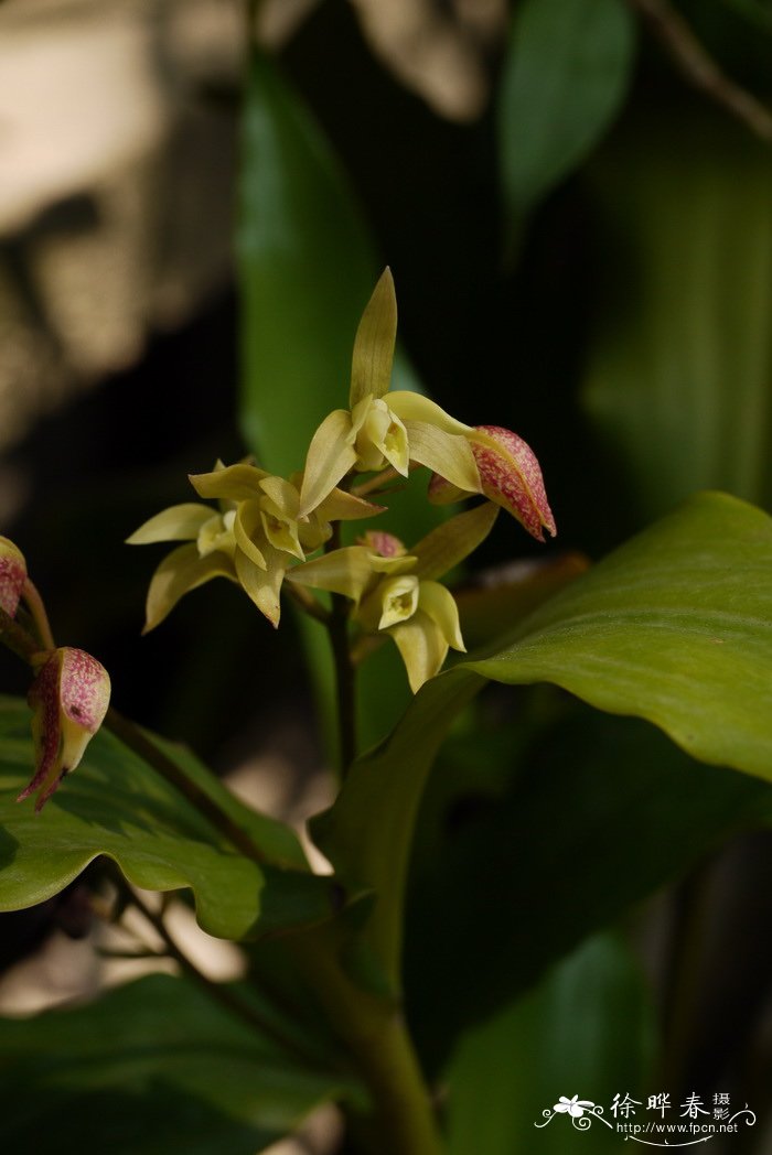 香港毛兰Eria gagnepainii 香港毛兰Eria gagnepainii