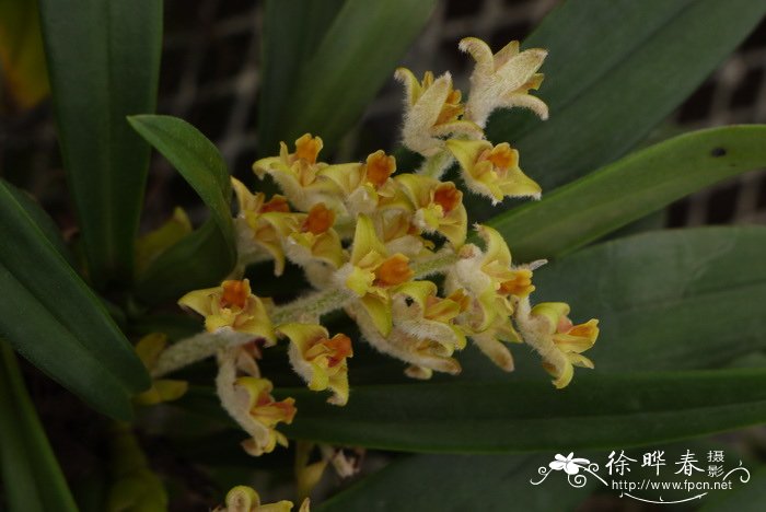 白绵毛兰 Eria lasiopetala 白绵毛兰 Eria lasiopetala