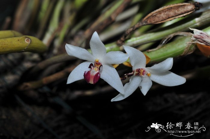 棒茎毛兰Eria marginata 棒茎毛兰Eria marginata