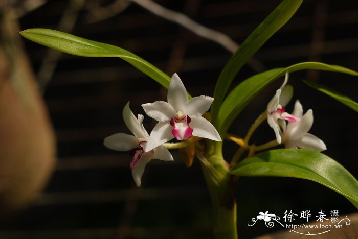 棒茎毛兰Eria marginata 棒茎毛兰Eria marginata