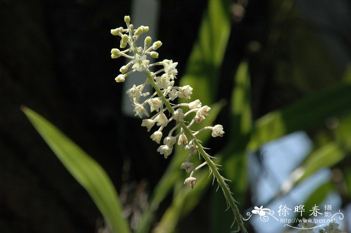 竹枝毛兰Eria paniculata 竹枝毛兰Eria paniculata
